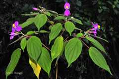 Sonerila parameswaranii